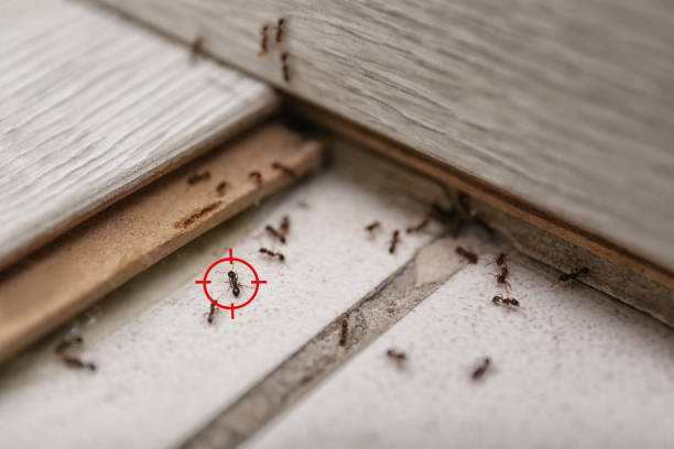 Best Rat Extermination Near Me  in Baraga, MI