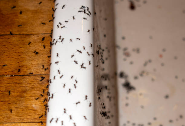 Best Residential Pest Control  in Baraga, MI